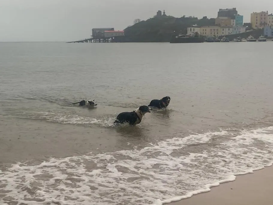 2 Bed Flat With Parking, Pet * Tenby
